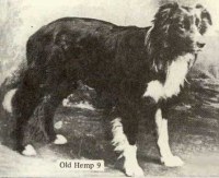 A képen egy border collie régi ábrázolása található